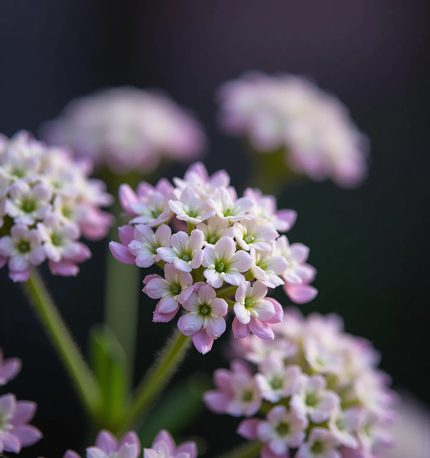 Candytuft